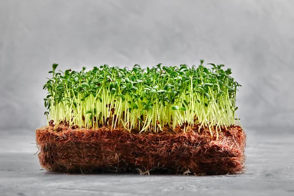Mikrowarzywa grochu z nasionami i korzeniami. Sprouting Micro zieleni na Jute Mikrozieleni Rosną maty. Sproutowanie mikrozieleni na matach biodegradowalnych konopi. Nasiona grochu. Średnie uprawy dla mikrozieleni. — Zdjęcie stockowe
