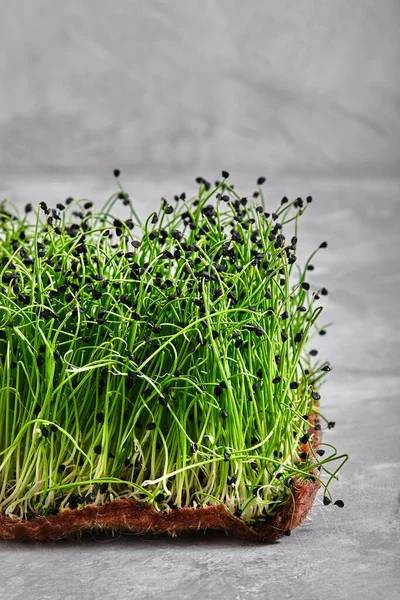 Tohumlu ve köklü bezelye mikroçerezleri. Jute Microgreens Mats 'in üzerine mikro yeşillikler serpiştirmek. Hemp Biyoçözünür Mats 'in üzerine mikroçipler serpiştiriyorum. Bezelye tohumu. Mikroyeşiller için büyüyen ortam. — Stok fotoğraf