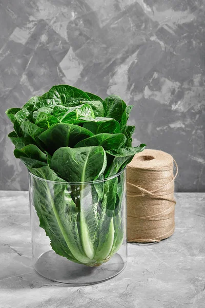 Салат або романський салат, салат листя салат кущ, зелені пелюстки культур, вітаміни римський салат, концепцію меню Батавія. Походження їжі. простір для копіювання — стокове фото