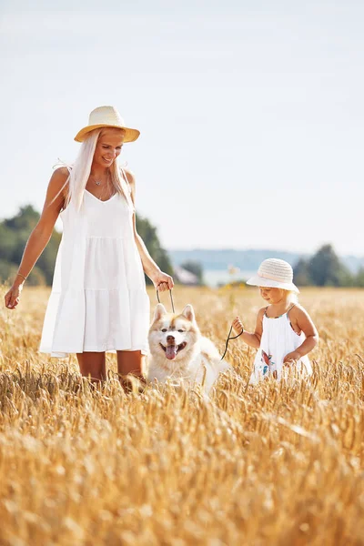 Cute baby girl with mom and dog on wheat field. Happy young family enjoy time together at the nature. Mom, little baby girl and dog husky resting outdoors. togetherness, love, happiness concept.