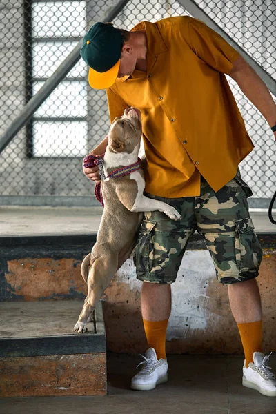 Buldogue francês nas mãos de seu mestre sente-se que a garota ama seu  animal de estimação e o abraça e o beija com força