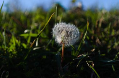 Yeşil çim bir Karahindiba çiçeği.