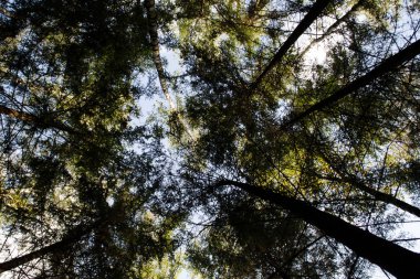 Güzel yeşil ağaçlar gökyüzüne.