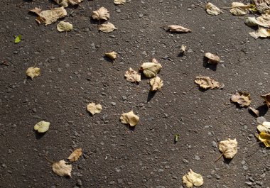 Düşmüş doku yaprakları. Sonbahar arka planı.