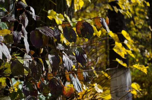 Yellow Leaves Sunny Autumn Landscape — Stock Photo, Image