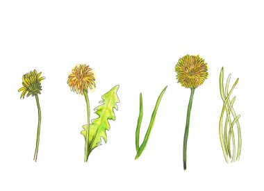 Beyaz arka planda güzel tek coltsfoot. Suluboya resim.
