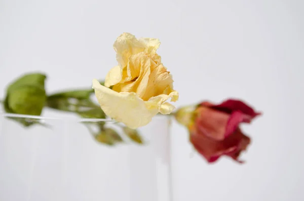 Two Flowers Glass White Background — Stock Photo, Image