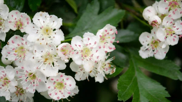 Blühender Baum Weiße Blumen Auf Dem Baum Nahaufnahme Bild Frühlingsblüte — Stockfoto