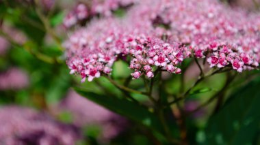 Güzel pembe çiçekleri olan soyut, yumuşak bir arkaplan. Çiçek ve güneş ışığı. Seçici odak resmi.