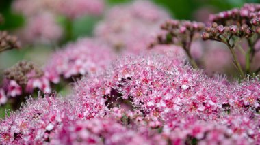 Güzel pembe çiçekleri olan soyut, yumuşak bir arkaplan. Çiçek ve güneş ışığı. Seçici odak resmi.
