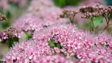 Güzel pembe çiçekleri olan soyut, yumuşak bir arkaplan. Çiçek ve güneş ışığı. Seçici odak resmi.