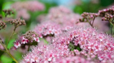 Güzel pembe çiçekleri olan soyut, yumuşak bir arkaplan. Çiçek ve güneş ışığı. Seçici odak resmi.