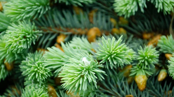 Selective Focus Nature Picture Closeup Photo Green Needle Pine Tree — Stock Photo, Image