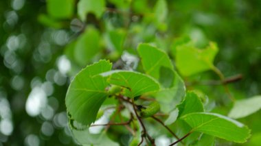 Yakından yeşil yapraklar çıkıyor..