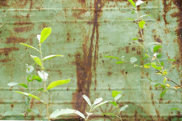 Young tree near rusty and oxidized background. Old iron panel. Dark red, brown and black rust on a white metal plate. Grunge rusty metal texture. Rusty metal wall. Metal surface streaked with rust.