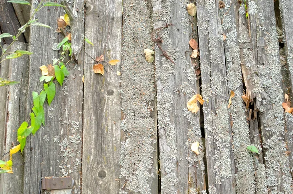 Поврежденный Деревянный Забор Старые Доски Белого Дерева — стоковое фото