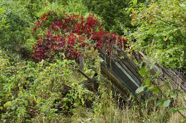 Ormanda terk edilmiş bir bahçe. Eski ahşap çitler. Manzaralı manzara arkaplanı.