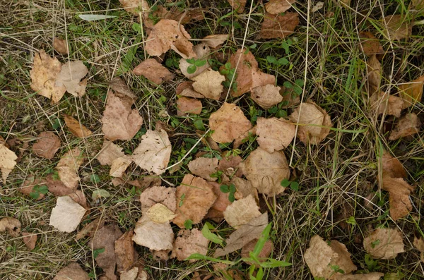 Braune Trockene Baumblätter Hintergrund Auf Dem Waldboden Natur Bild Hintergrund — Stockfoto