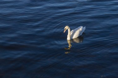 Corrib nehirde, Galway, İrlanda yüzme kuğu