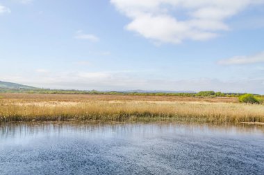 Corrib nehir ve doğal bitki örtüsü, Galway, İrlanda