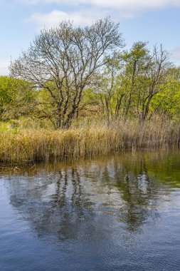 Corrib nehir ve doğal bitki örtüsü, Galway, İrlanda