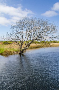Corrib nehir ve doğal bitki örtüsü, Galway, İrlanda