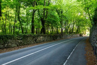 Yol ile eski kaya duvarları, Galway, İrlanda