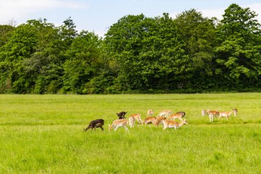 Grup geyikler, alanları ve ağaçlar Phoenix Park, Dublin, İrlanda