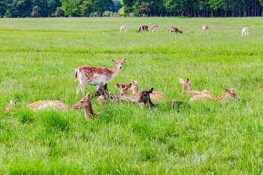 Grup geyikler, alanları ve ağaçlar Phoenix Park, Dublin, İrlanda