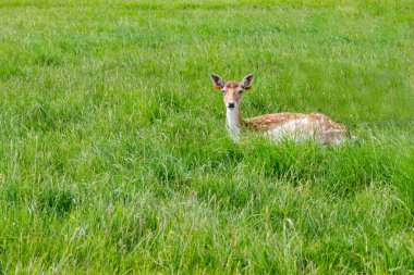 Geyik alanlarda Phoenix Park, Dublin, İrlanda