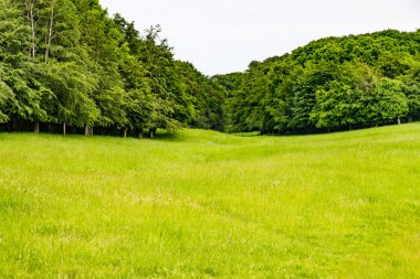Alanlar ve ağaçlar Phoenix Park, Dublin, İrlanda