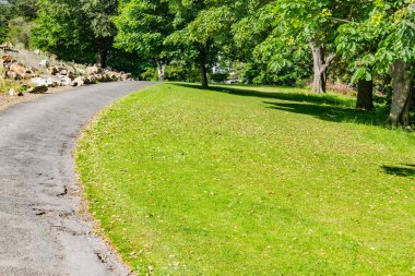 Alanlar ve ağaçlar Phoenix Park, Dublin, İrlanda