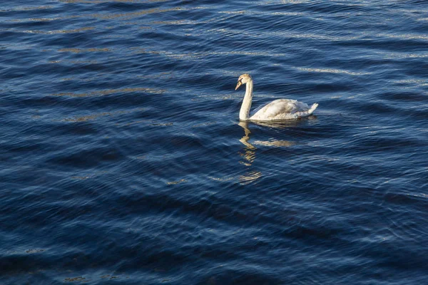 Swan Swimming Corrib River Galway Irlanda — Fotografia de Stock