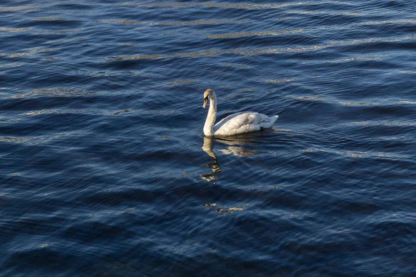 Corrib nehirde, Galway, İrlanda yüzme kuğu