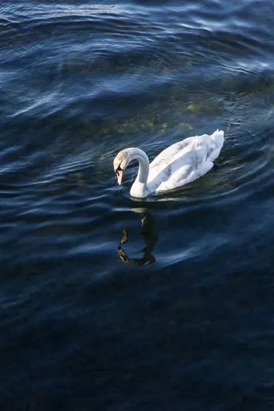 Swan Simning Och Titta Reflektion Corrib River Galway Irland — Stockfoto