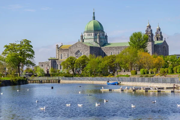 Mouettes Nageant Dans Rivière Corrib Cathédrale Galway Arrière Plan Galway — Photo