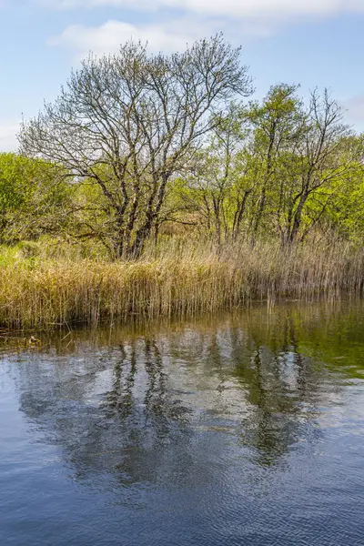 Corrib nehir ve doğal bitki örtüsü, Galway, İrlanda