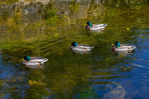 Duck Family Swimming Corrib River Galway Irlanda — Foto Stock