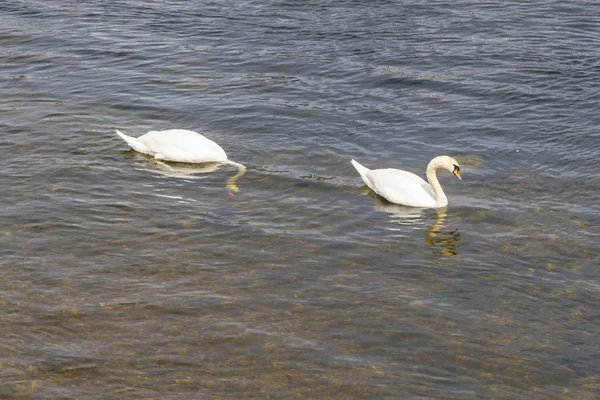Dos Cisnes Buceando Para Comer Nadar Río Corrib Galway Irlanda —  Fotos de Stock