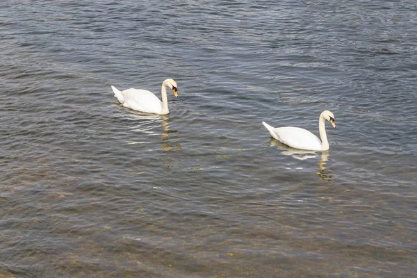 两只天鹅在 Corrib 河里游泳 爱尔兰戈尔韦 — 图库照片