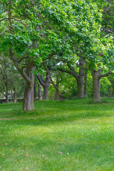 Bäume Und Gras Botanischen Garten Dublin Irland — Stockfoto