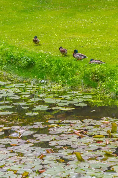 Pato Descansando Lago Botanic Garden Dublín Irlanda —  Fotos de Stock
