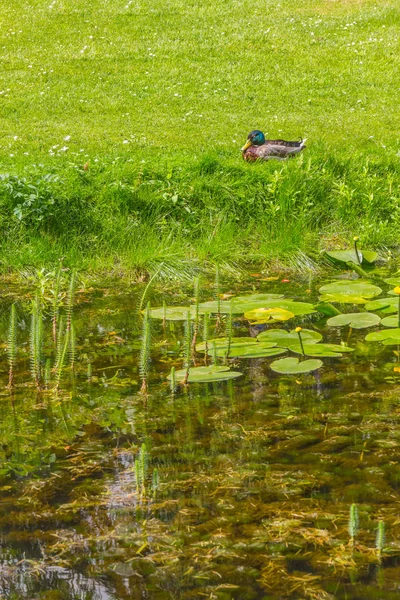 Pato Descansando Lago Botanic Garden Dublín Irlanda —  Fotos de Stock