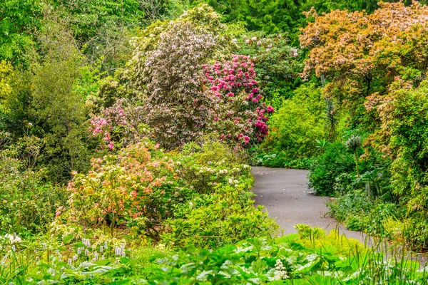 Blumen Und Spazierweg Botanischen Garten Dublin Irland — Stockfoto
