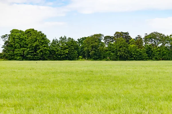 Alanlar ve ağaçlar Phoenix Park, Dublin, İrlanda