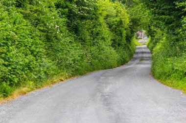Ağaçlar ve bitkiler, Galway, İrlanda ile yeşil bir tünel ile yol