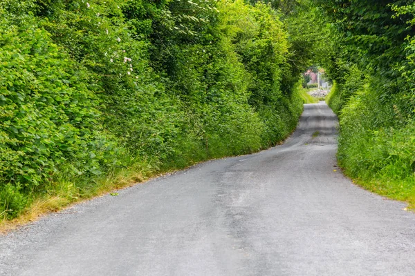 Ağaçlar Bitkiler Galway Rlanda Ile Yeşil Bir Tünel Ile Yol — Stok fotoğraf