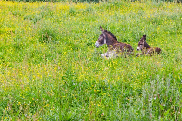 Zwei Esel Ruhen Auf Einer Weide Galway Irland — Stockfoto