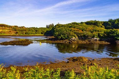 Bitki örtüsü ve mavi gökyüzü, İrlanda ile Clifden defne