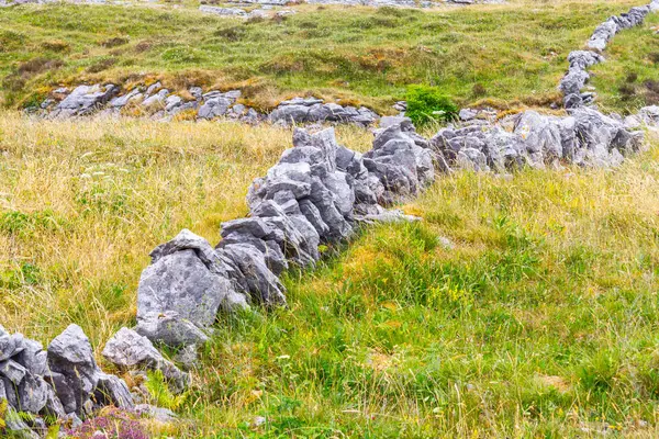 Стіною Віковим Фермі Поле Ballyvaughan Ірландія — стокове фото